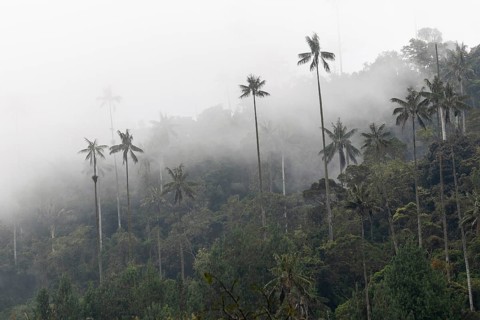 Group of wax palms