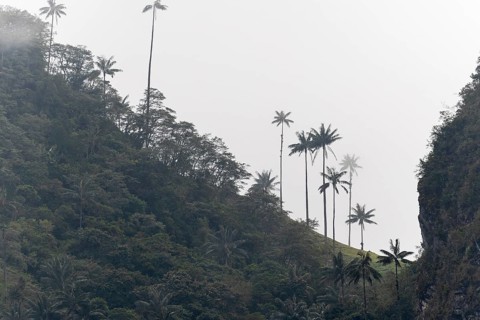Group of wax palms