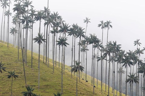 Group of wax palms