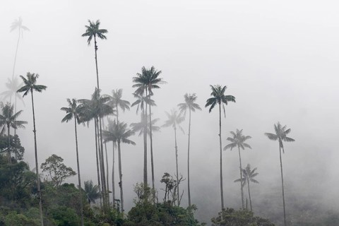 Group of wax palms