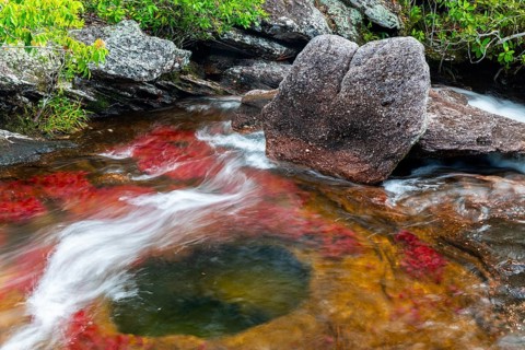 Cano Christales with red flower