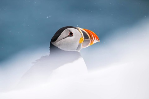 Puffin