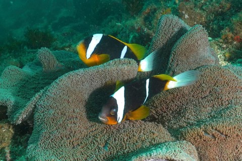 A pair of Allard's anemonefish