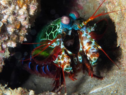 Peacock mantis shrimp
