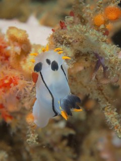 Double-crowned horn snail