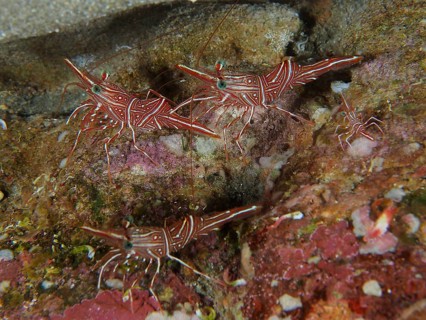Group of camel shrimp
