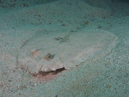 Well camouflaged peacock flounder