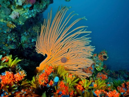 Orange flagellar sea fan