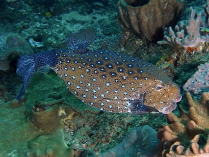 Yellow boxfish