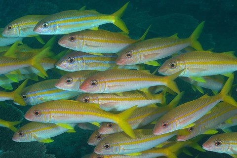 Shoal