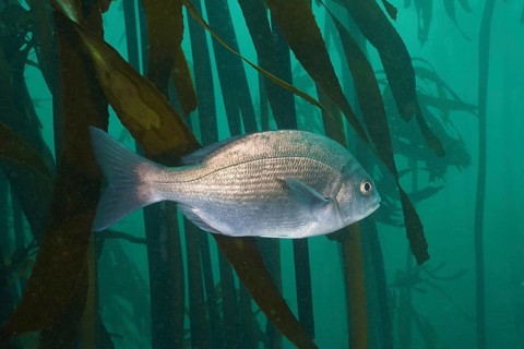 Hottentot bream