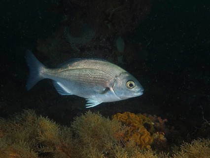 Hottentot bream