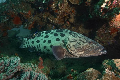 Potato grouper