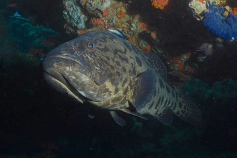 Potato grouper