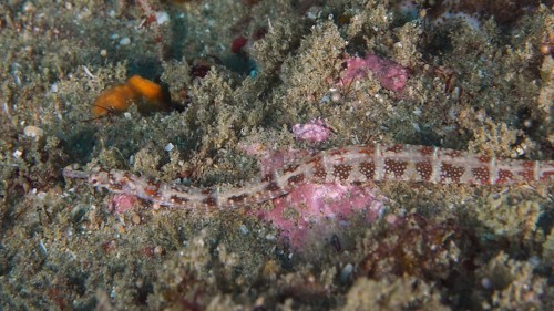 Network pipefish