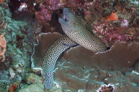 Laced moray