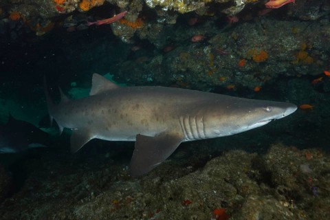 Sand tiger shark