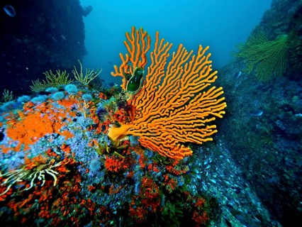Sinus sea fan