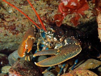 Common lobster