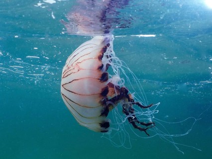 Compass jellyfish