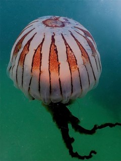 Compass jellyfish