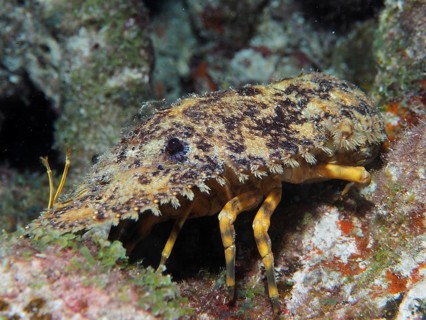 American bear crab