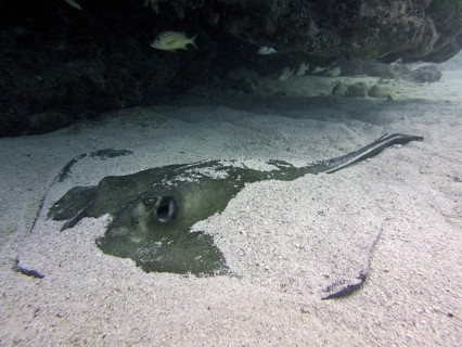 American stingray