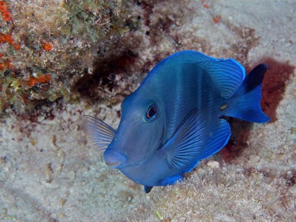Atlantic blue tang
