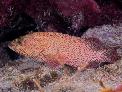 Caribbean grouper