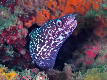 Spotted moray