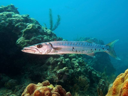 Great barracuda