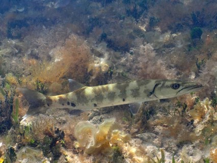Great Barracuda