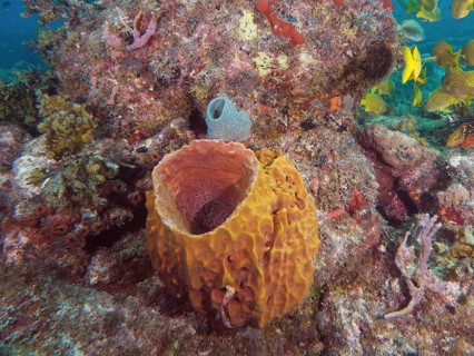 Giant barrel sponge
