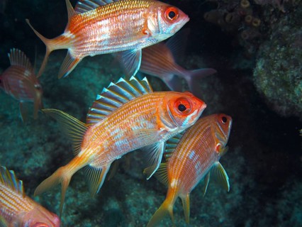 Longspine squirrelfish