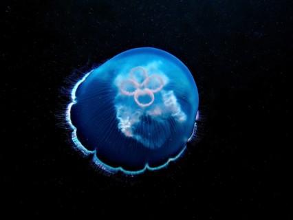 Common jellyfish