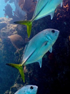 Horse mackerel