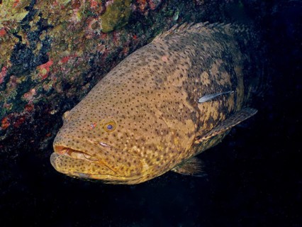 Atlantic goliath grouper