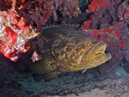 Atlantic goliath grouper