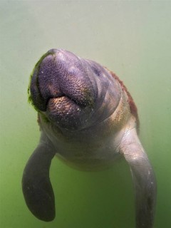 Close-up of juvenile round-tailed manatee