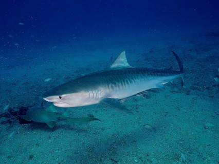 Tiger shark