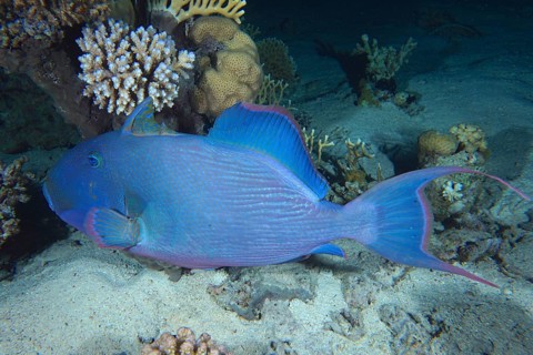 Blue triggerfish