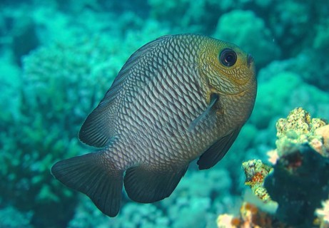 Three-spotted Prussian Wrasse