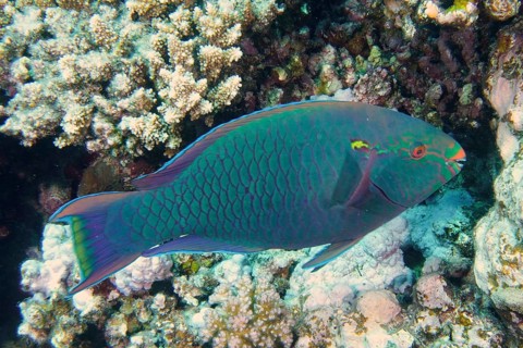 Dark parrotfish