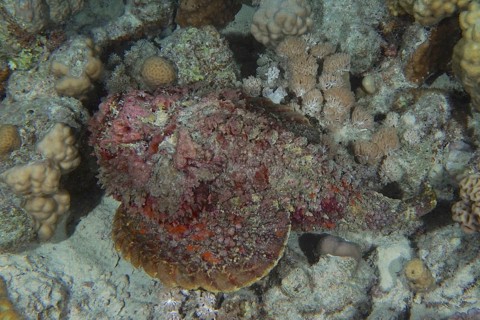 Reef stonefish