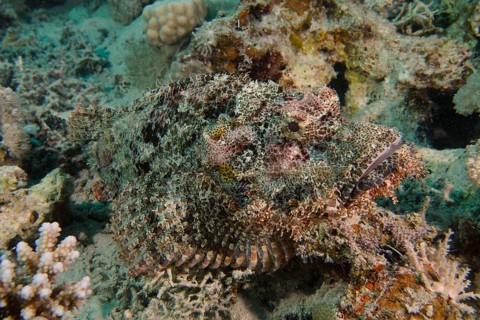 Well camouflaged fringed scorpionfish