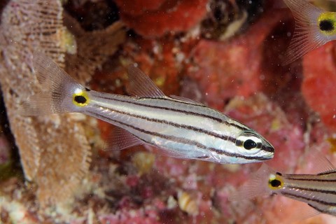 Five-striped cardinalfish