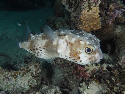 Spotbase burrfish