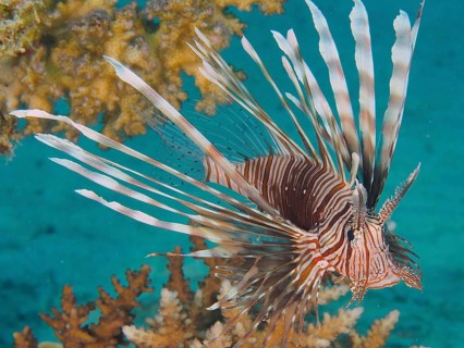 Pacific red lionfish