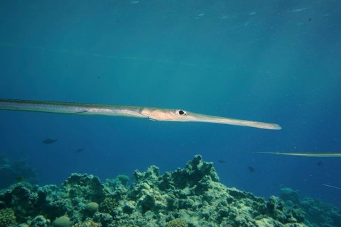 Bluespotted cornetfish