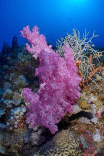 Hemprichs tree coral
